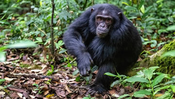 Celebrating Chimpanzee Day